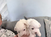 3 beautiful Maltese puppies for sale