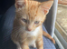 Ginger Kittens