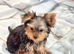 KC Registered Yorkshire Terrier Pupppies