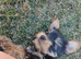 Yorkshire terrier puppies