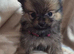 Pomeranian puppies