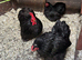 Pekin bantam pairs and trios