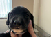 Springer spaniel cross dachshund puppies
