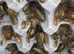 100, x'small / small / medium / large dubia with postage