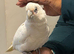 9 months old handreard beared eyed cockatoo