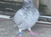 Free pigeons