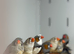 Zebra finches