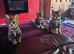 Kittens for sale £80