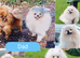 White and sable Pomeranian puppies