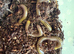 Giant rainbow leg titan & bumblebee millipedes