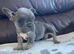 French bulldog