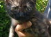 Pretty Litter of Mixed Breed Kittens Ready Now :) Boys and Girls