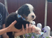Beautiful Bernese Mountain Dog Puppies | 7 Girls & 1 Boy