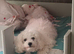 Urgent Bichon Frise Ava