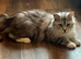 Pure Maine Coon Female