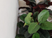 Indian Ringneck Parakeets – 4 Months Old
