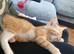 Tabby kitten ginger and white