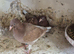 Coloured racing pigeons