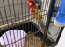 Bird for sale