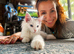 Ready Now TICA Pedigree Blue Eyed Mainecoon Kitten