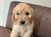 Cockapoo