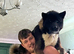 Proven American Akita stud