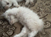 Ragdoll kittens