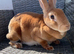 Mini Rex
