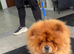 Fozzy Bear is up for stud