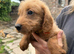 Gorgeous miniature Labradoodle