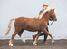 2 year old section a colt