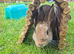 Two Bunnies for rehoming