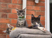 Maine Coon TICA registered Champiom Bloodline Kittens for Sale