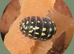 Isopod collection