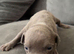 ABKC AMERICAN STANDARD BULLIES