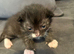 2 kittens looking for forever home in Rotherham