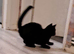 Kittens for sale