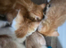 4 ginger & white kittens