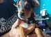 Dublin jack Russell x chihuahua