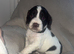 2 beautiful cocker spaniel puppies (boys).