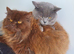 British shorthair kittens LAST BLUE MALE LEFT