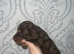Kc gorgeous miniature dachshund puppies