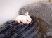 White/cream pomchi boy puppy