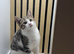 1 male kitten