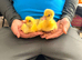 Eden goslings x2