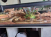 Bull snake and tank