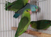 Baby parrotlets