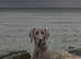 FREE, No Cost 1 Year Old Blue Weimaraner For Stud