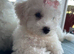 Bichon frise
