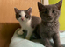 6 Russian blue cross kittens